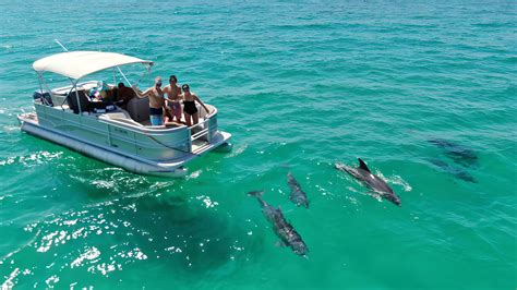 dolphin manatee tour near me.